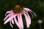 Wavyleaf purple coneflower